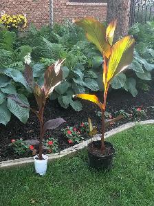 Canna Lily for Home or Garden - Perfect for Summer Patio!