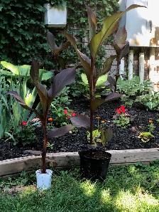 Canna Lily for Home or Garden - Perfect for Summer Patio! - Photo 2