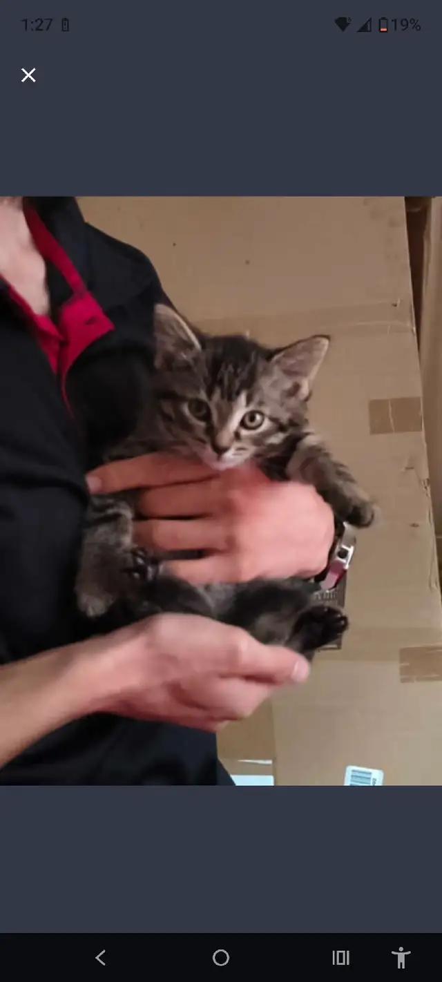 kitten for rehoming