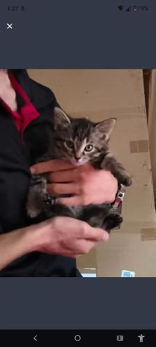 kitten for rehoming