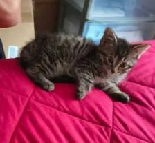 kitten for rehoming - Photo 2