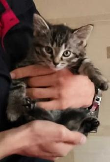 kitten for rehoming - Photo 3