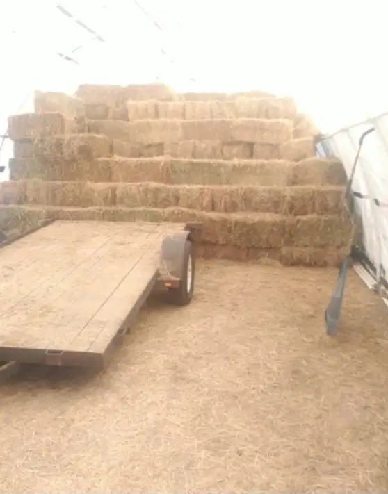 Premium Hay