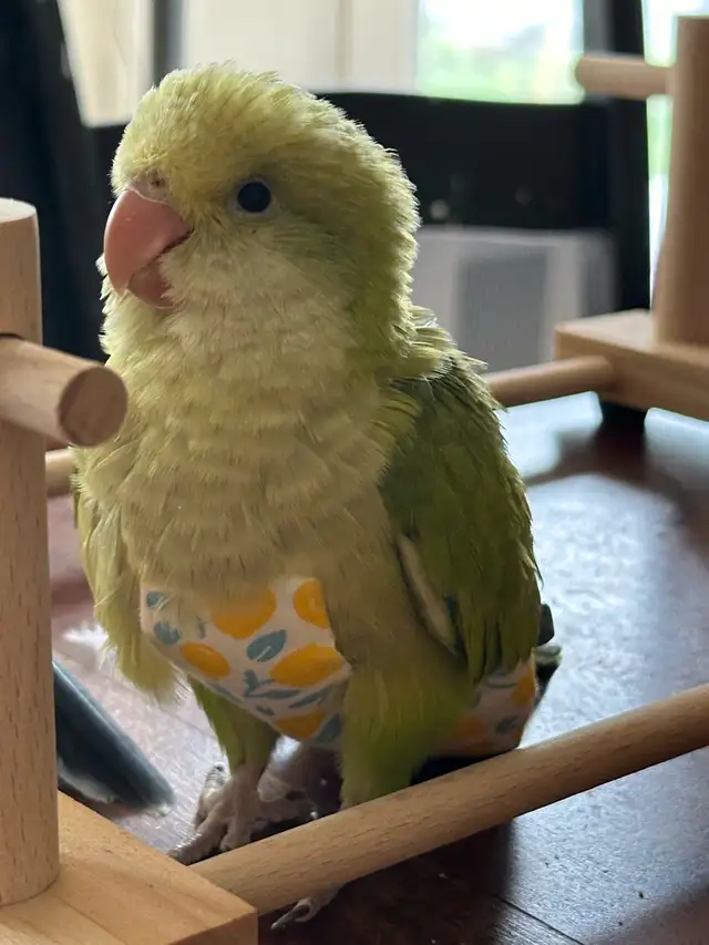Tamed green opaline Quaker baby