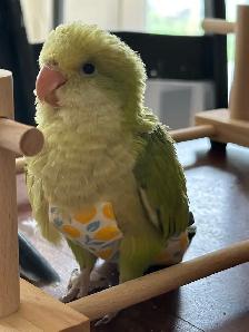 Tamed green opaline Quaker baby