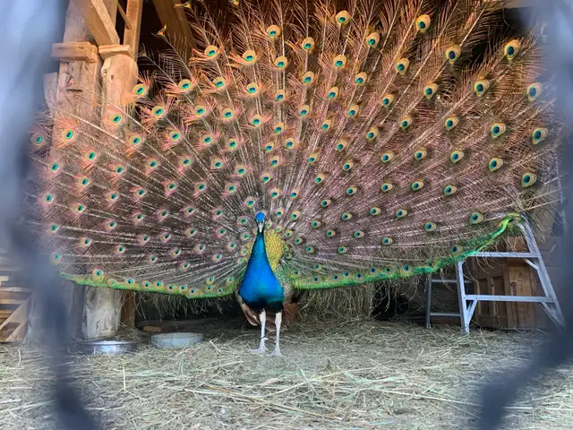 Peacock available