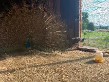 Peacock available - Photo 2
