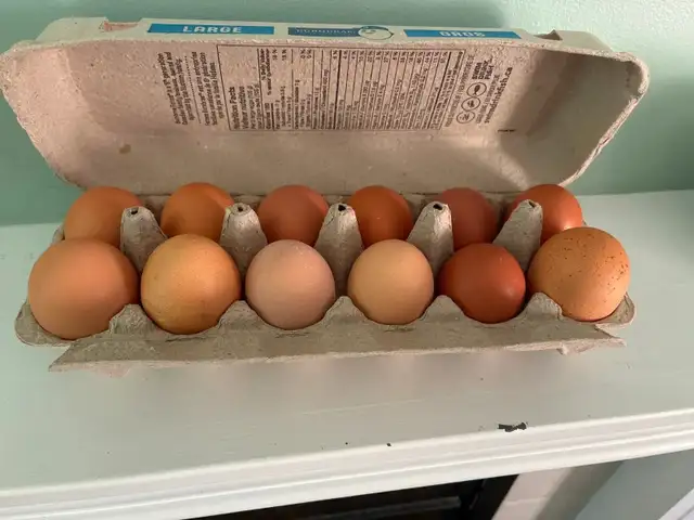 Farm Fresh Eggs in Edmonton