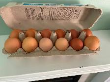 Farm Fresh Eggs in Edmonton