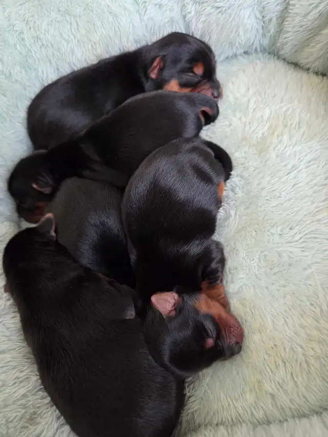 Beautiful yorkie puppies