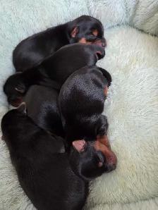 Beautiful yorkie puppies