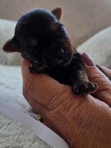Beautiful yorkie puppies - Photo 2