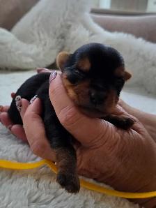 Beautiful yorkie puppies - Photo 3