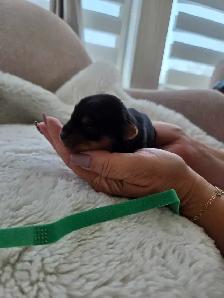 Beautiful yorkie puppies - Photo 4