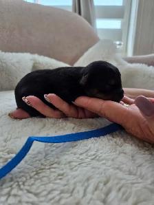 Beautiful yorkie puppies - Photo 5