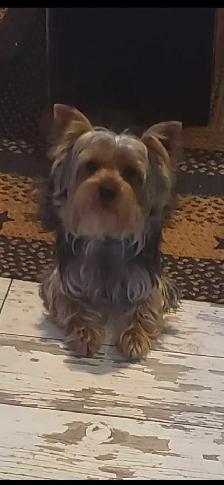 Beautiful yorkie puppies - Photo 6