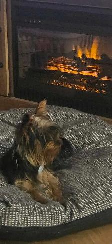 Beautiful yorkie puppies - Photo 7