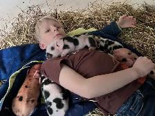 About 30 chicks left Heritage breeds - Photo 5