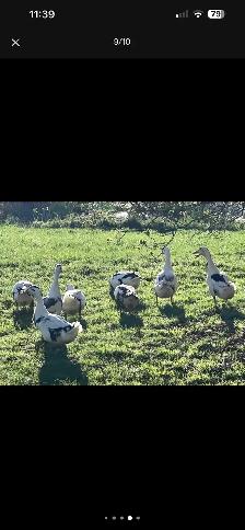 About 30 chicks left Heritage breeds - Photo 7