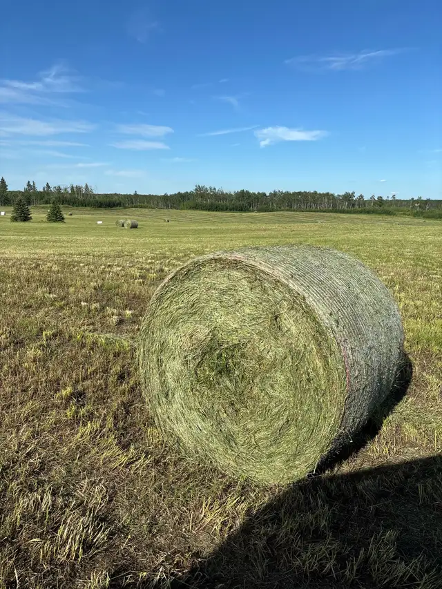 Silage Bales