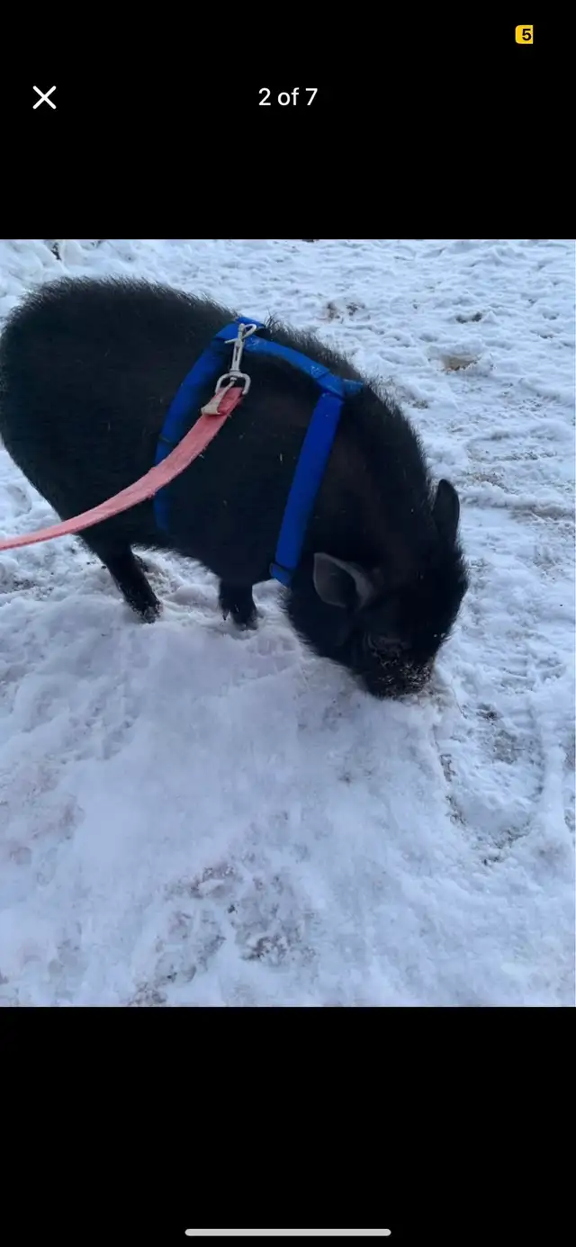 Pot belly pigs