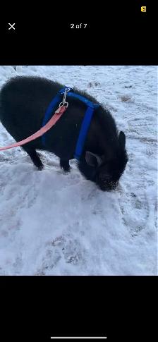 Pot belly pigs