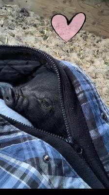 Pot belly pigs - Photo 2