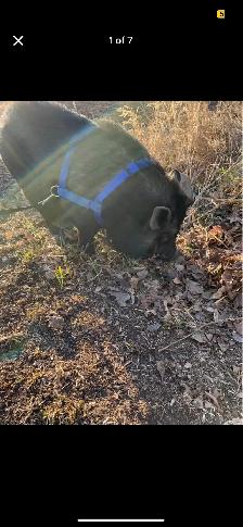 Pot belly pigs - Photo 3