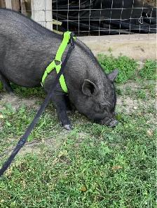Pot belly pigs - Photo 4