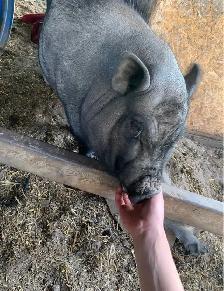 Pot belly pigs - Photo 5