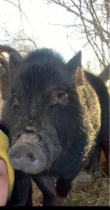 Pot belly pigs - Photo 6