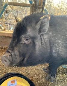 Pot belly pigs - Photo 7