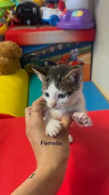 Lynx Bengal - Photo 8