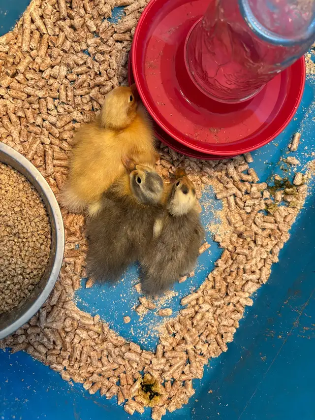 JUST HATCHED ANCONA DUCKLING
