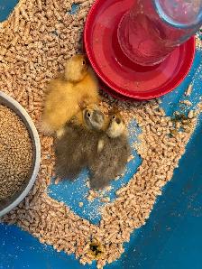 JUST HATCHED ANCONA DUCKLING