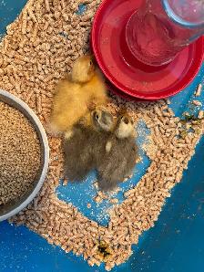 JUST HATCHED ANCONA DUCKLING - Photo 2