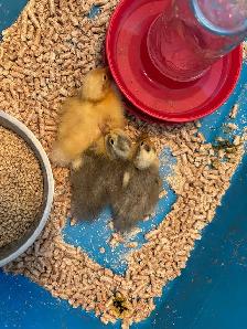 JUST HATCHED ANCONA DUCKLING - Photo 3
