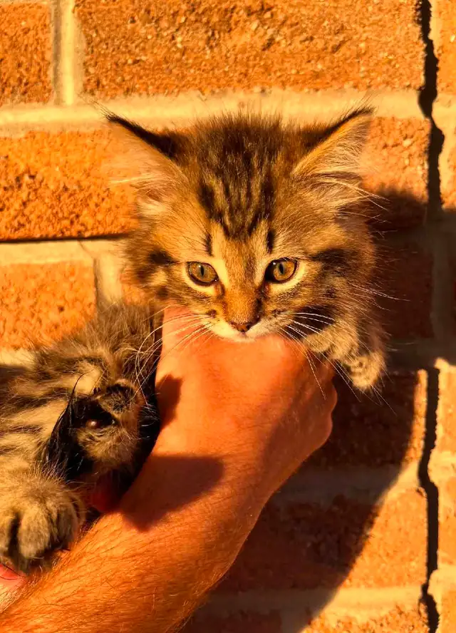 Siberian kittens