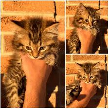 Siberian kittens - Photo 2