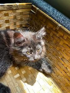 Siberian kittens - Photo 3