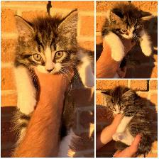 Siberian kittens - Photo 4