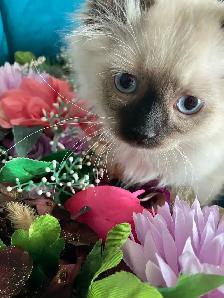 Spectacular Ragdoll Kittens!