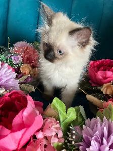 Spectacular Ragdoll Kittens! - Photo 2