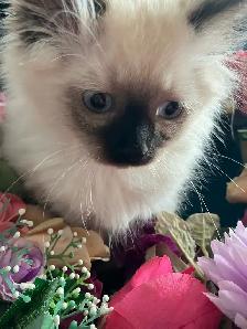 Spectacular Ragdoll Kittens! - Photo 3
