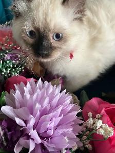 Spectacular Ragdoll Kittens! - Photo 6