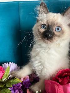 Spectacular Ragdoll Kittens! - Photo 8