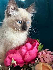 Spectacular Ragdoll Kittens! - Photo 9