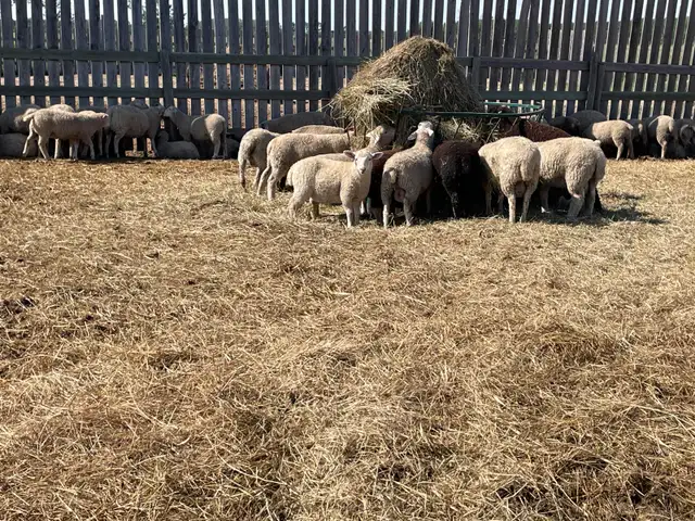 BUTCHER LAMBS