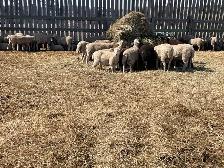 BUTCHER LAMBS