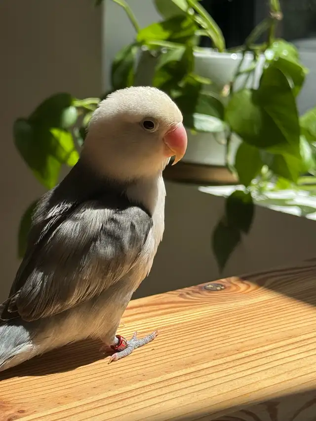 Lovebird   Cage   Food
